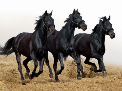 fekete_lovak.jpg
